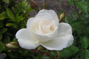 white, Rose, Flower, Beautiful