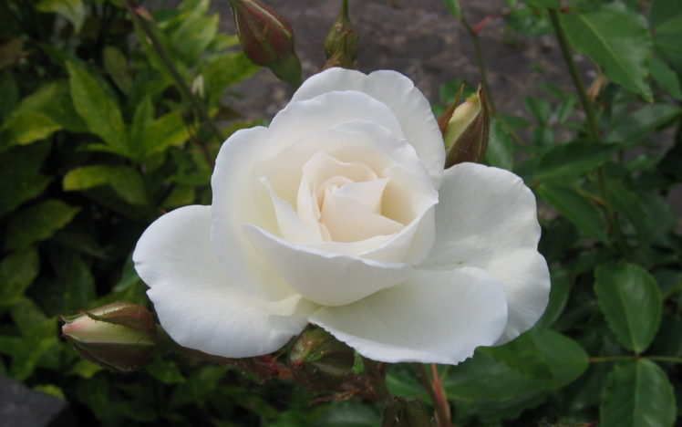white, Rose, Flower, Beautiful HD Wallpaper Desktop Background