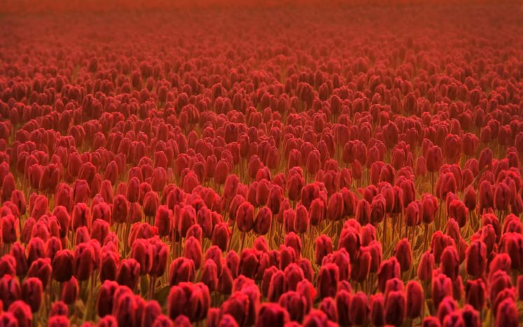 flowers, Fields, Tulips HD Wallpaper Desktop Background