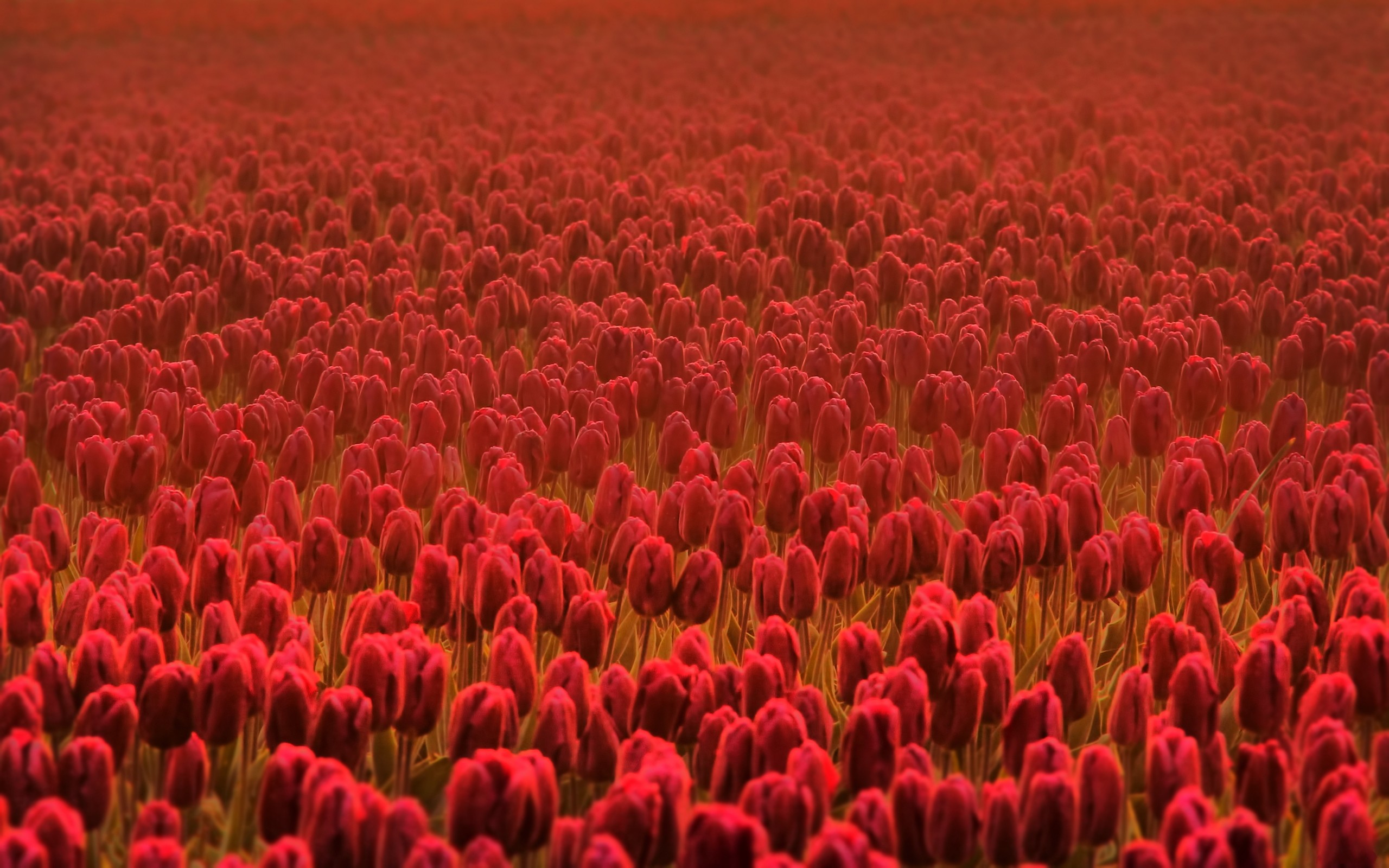 flowers, Fields, Tulips Wallpaper