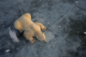 polar, Bear, Ice, North, Pole