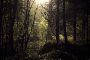 forest, Trees, Sunlight