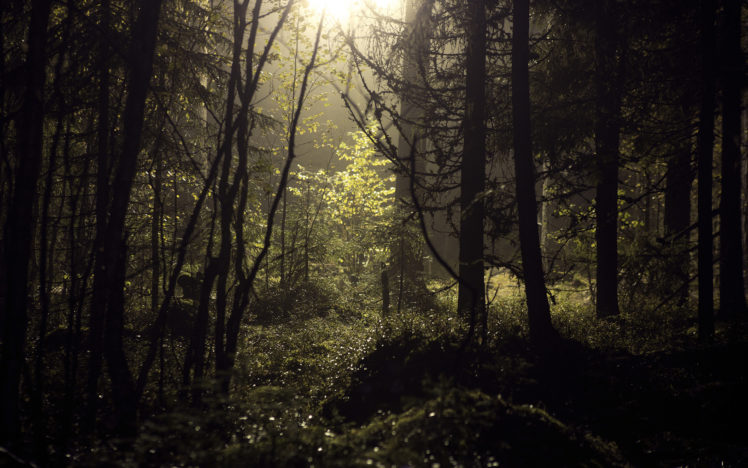 forest, Trees, Sunlight HD Wallpaper Desktop Background