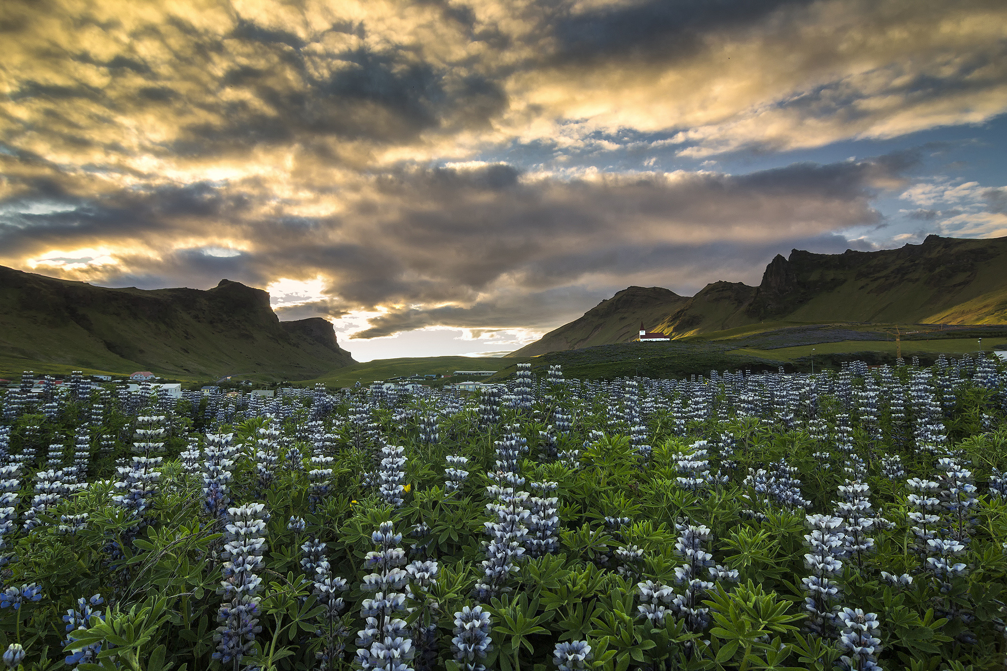 Iceland Mountains Flowers Lupine Meadow Wallpapers Hd Desktop And