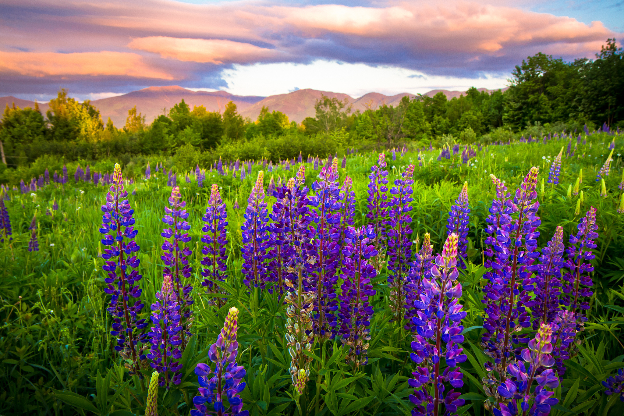 new, Hampshire, Lupine, Meadow Wallpaper