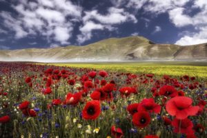 italy, The, Apennines, Mountains, Flowers, Poppies, Cornflowers, Meadow