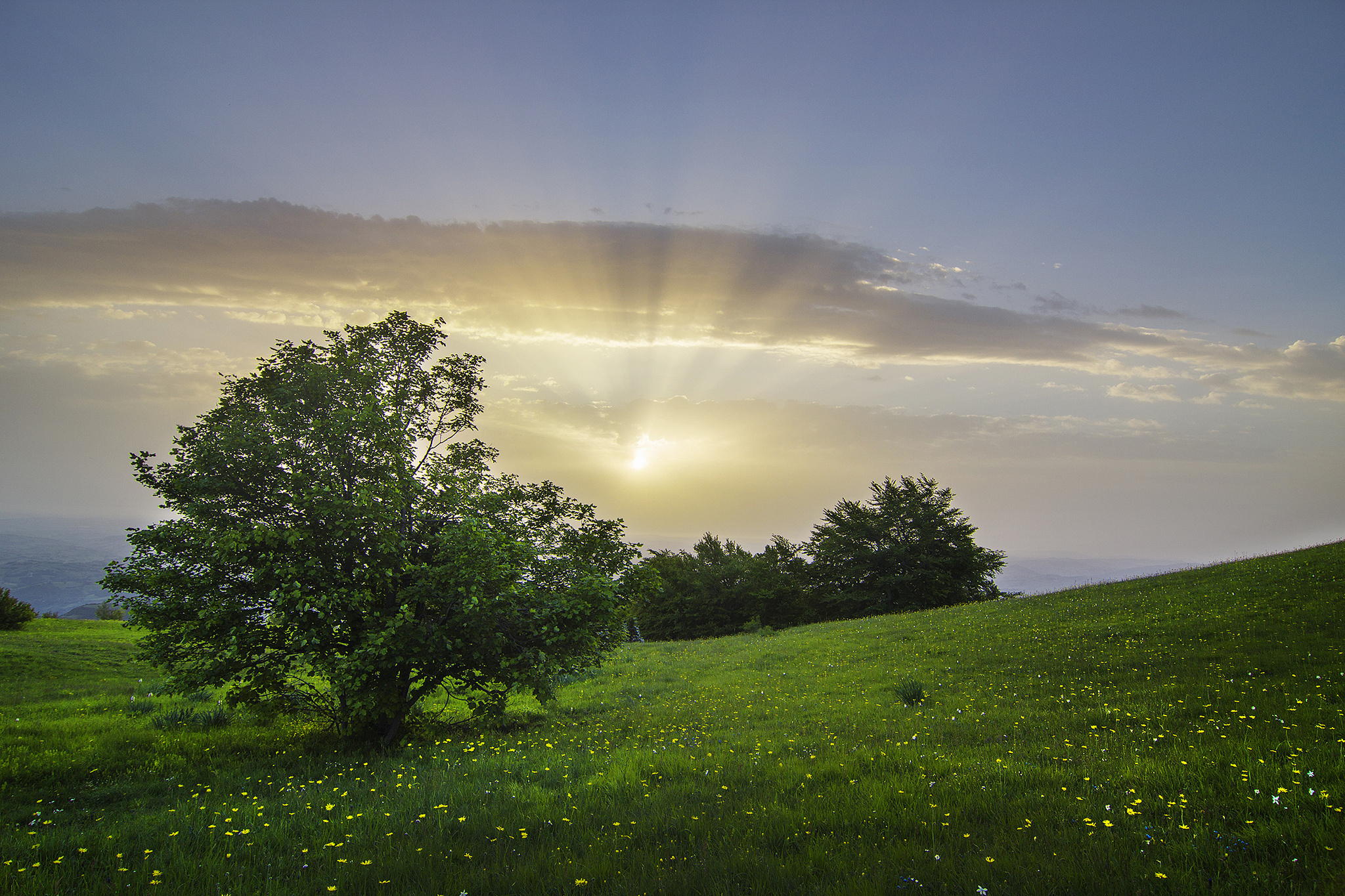 italy, Trees, Shrubs, Meadow Wallpaper