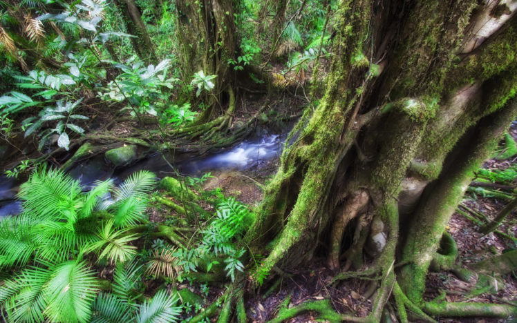 australia, River, Stream, Forest, Moss HD Wallpaper Desktop Background