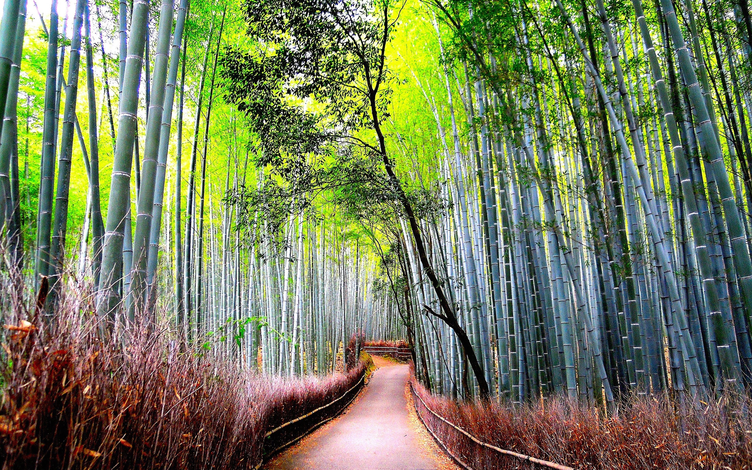 bamboo, Forest, Road, Nature Wallpaper