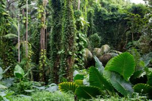 hawaii, Tropical, Botanical, Garden, Forest, Tropical