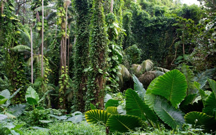 hawaii, Tropical, Botanical, Garden, Forest, Tropical HD Wallpaper Desktop Background