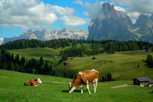 alps, Meadows, Hills, Mountains, Cows, Landscape, Rustic, Farm
