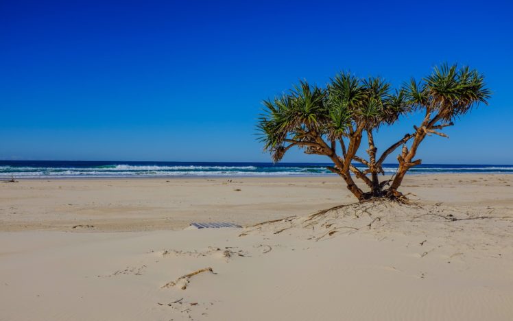 sea, Beach, Palm, Tree, Landscape, Ocean, Waves HD Wallpaper Desktop Background