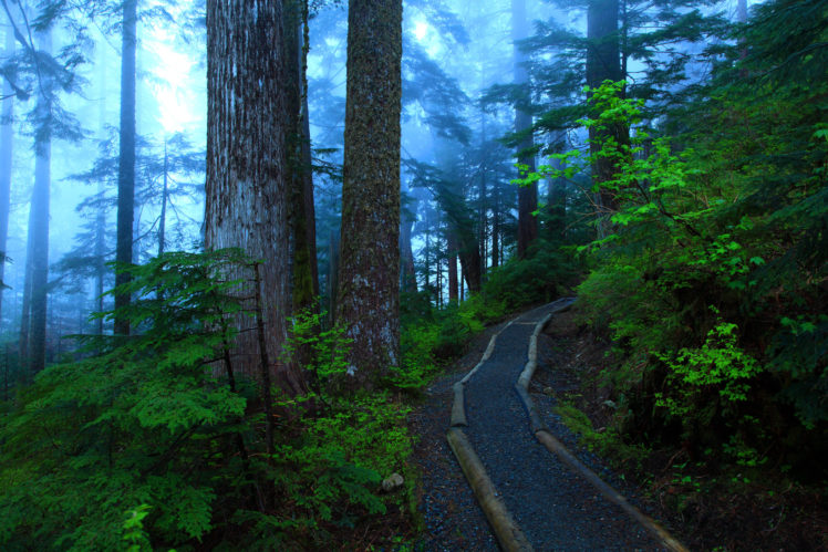 forest, Road, Trees, Fog, Landscape HD Wallpaper Desktop Background