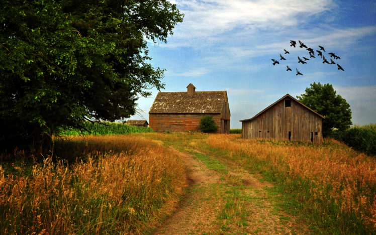 road, Houses, Trees, Sky, Birds, Landscape, Mood, Farm, Rustic HD Wallpaper Desktop Background