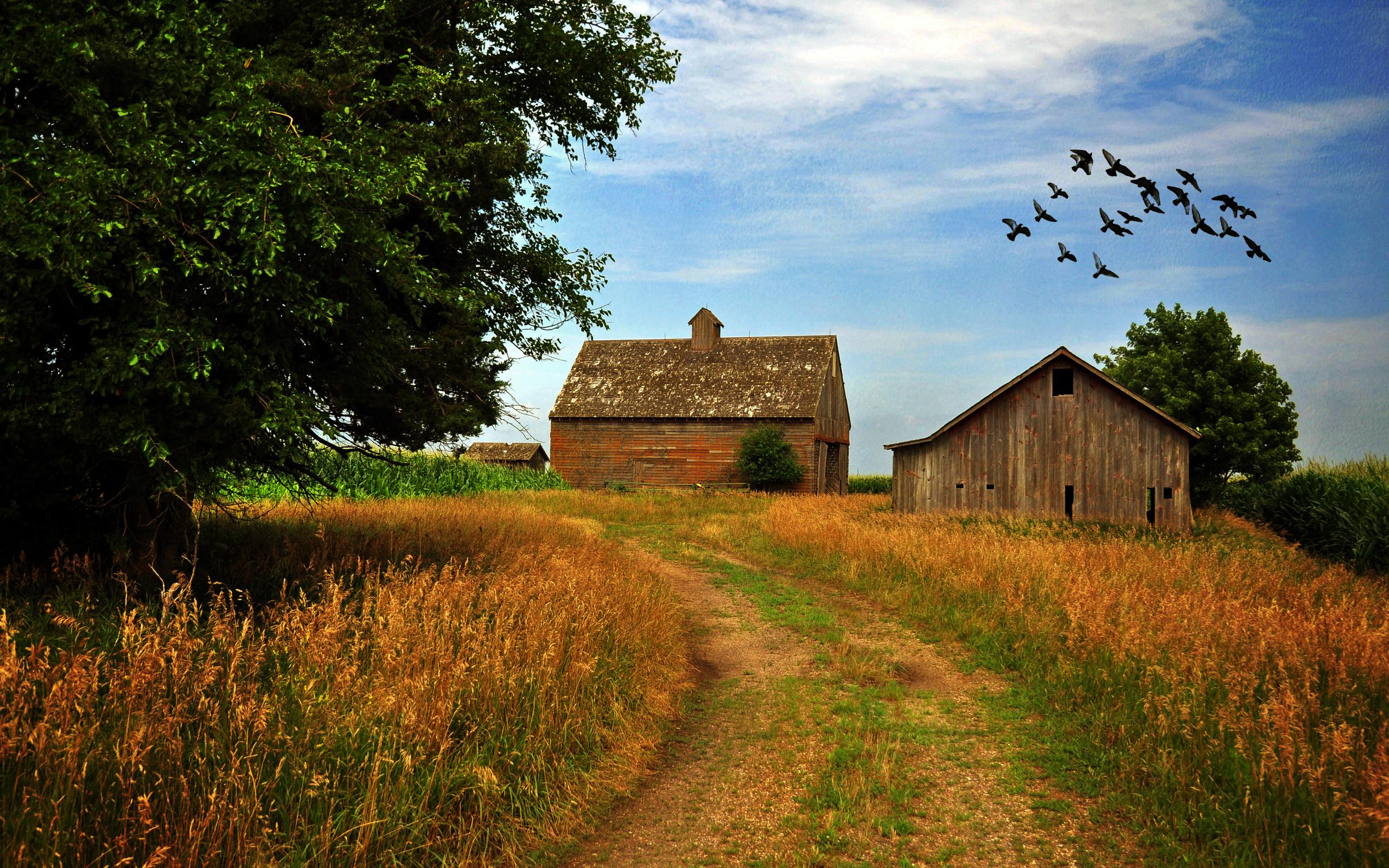 road, Houses, Trees, Sky, Birds, Landscape, Mood, Farm, Rustic Wallpaper