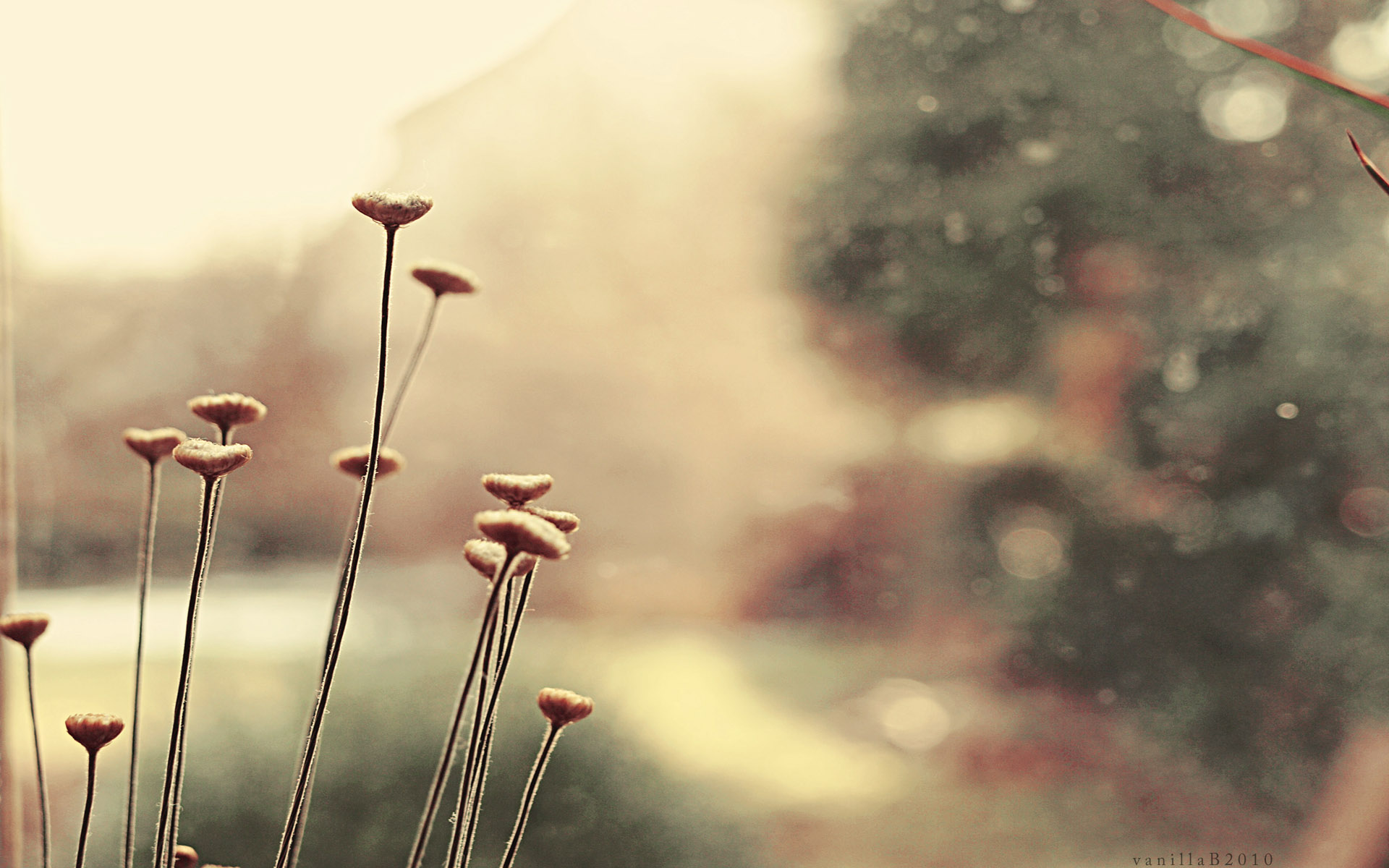 15464 Wallpaper
