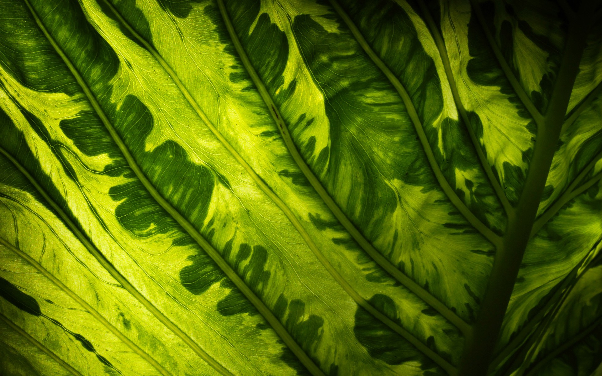 nature, Leaves, Macro Wallpaper