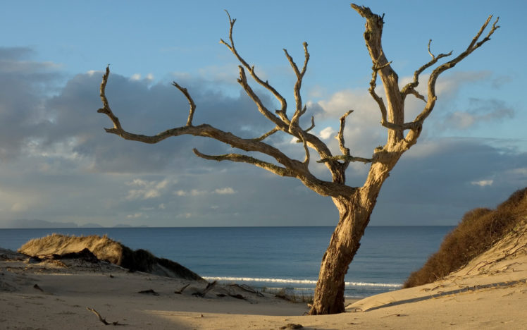beach, Trees, Seas, Oceans HD Wallpaper Desktop Background