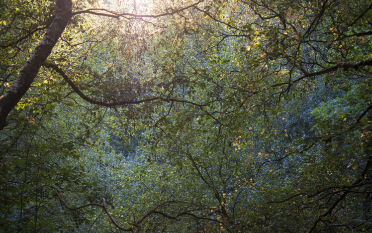trees, Leaves, Autumn HD Wallpaper Desktop Background