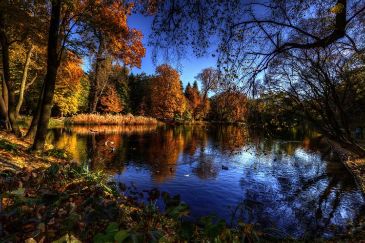 autumn, Lake, Trees, Birds, Landscape HD Wallpaper Desktop Background