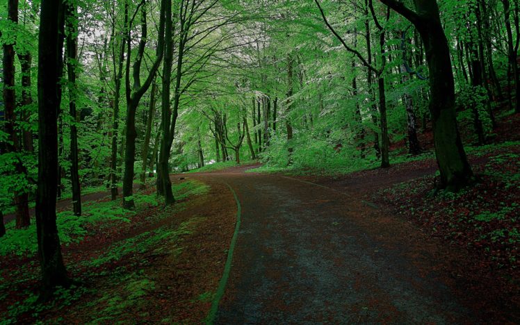 forest, Park, Trees, Road, Landscape HD Wallpaper Desktop Background