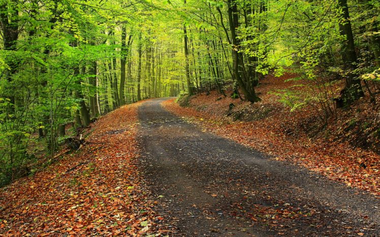 forest, Park, Trees, Road, Landscape, Autumn HD Wallpaper Desktop Background
