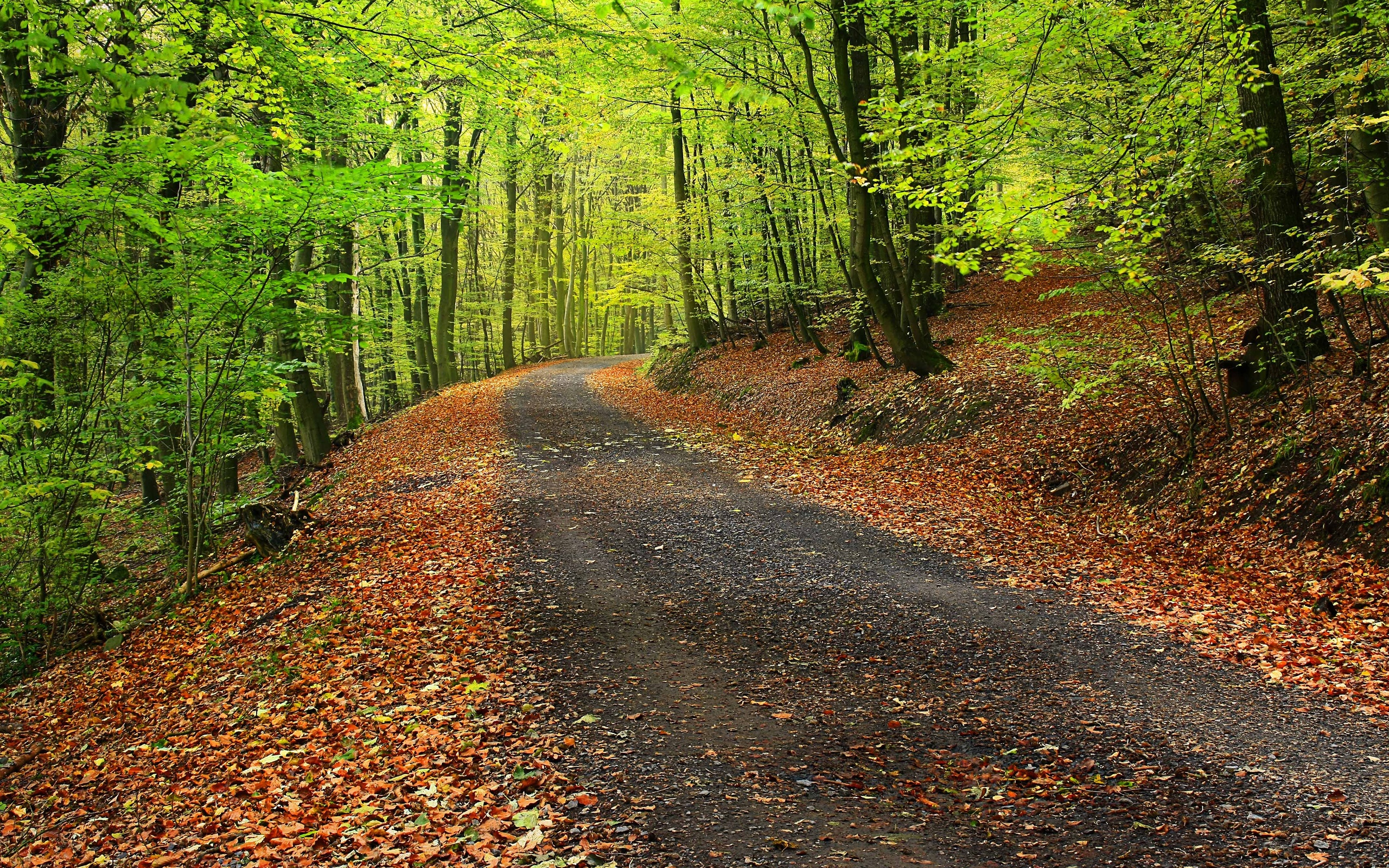 forest, Park, Trees, Road, Landscape, Autumn Wallpaper
