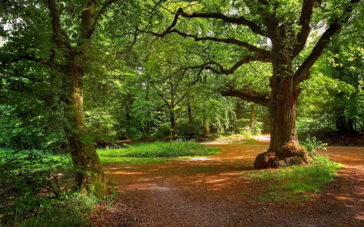 forest, Park, Trees, Roads, Landscape HD Wallpaper Desktop Background