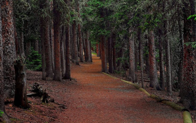 forest, Trees, Road, Eating, Landscape HD Wallpaper Desktop Background