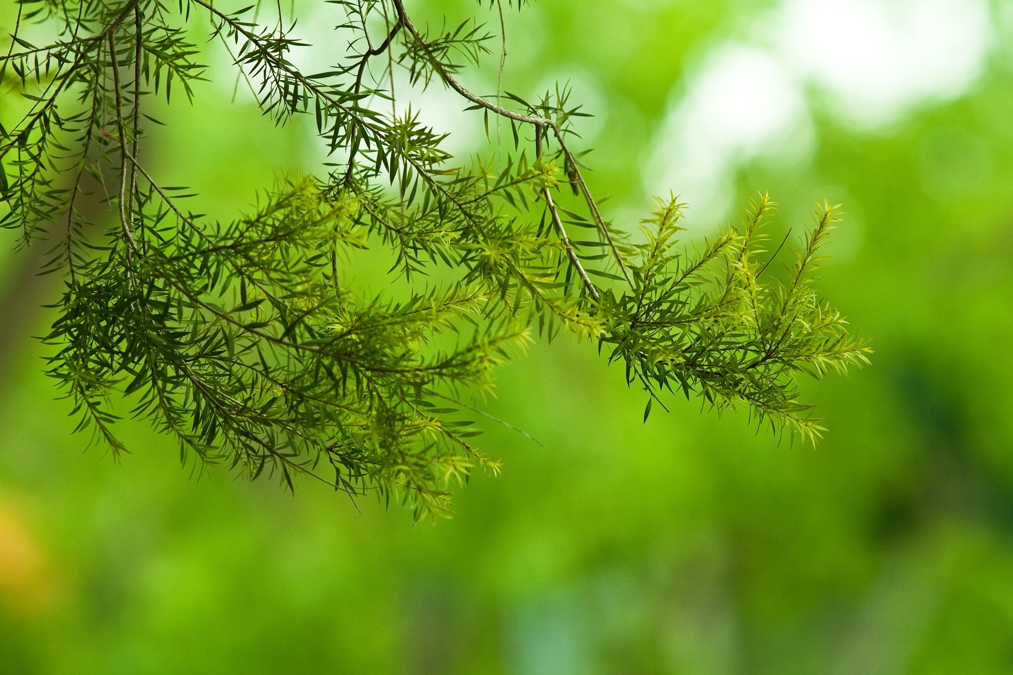 leaves, Twigs, Herbs Wallpaper