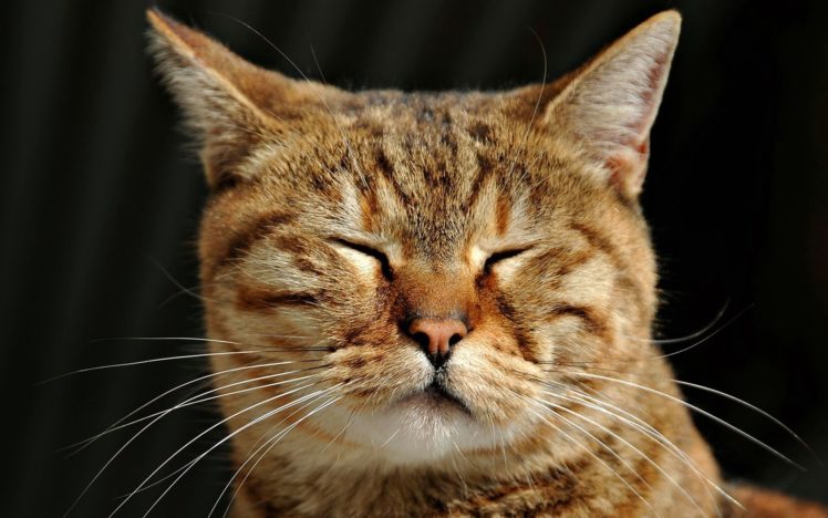 cats, Animals, Closed, Eyes HD Wallpaper Desktop Background