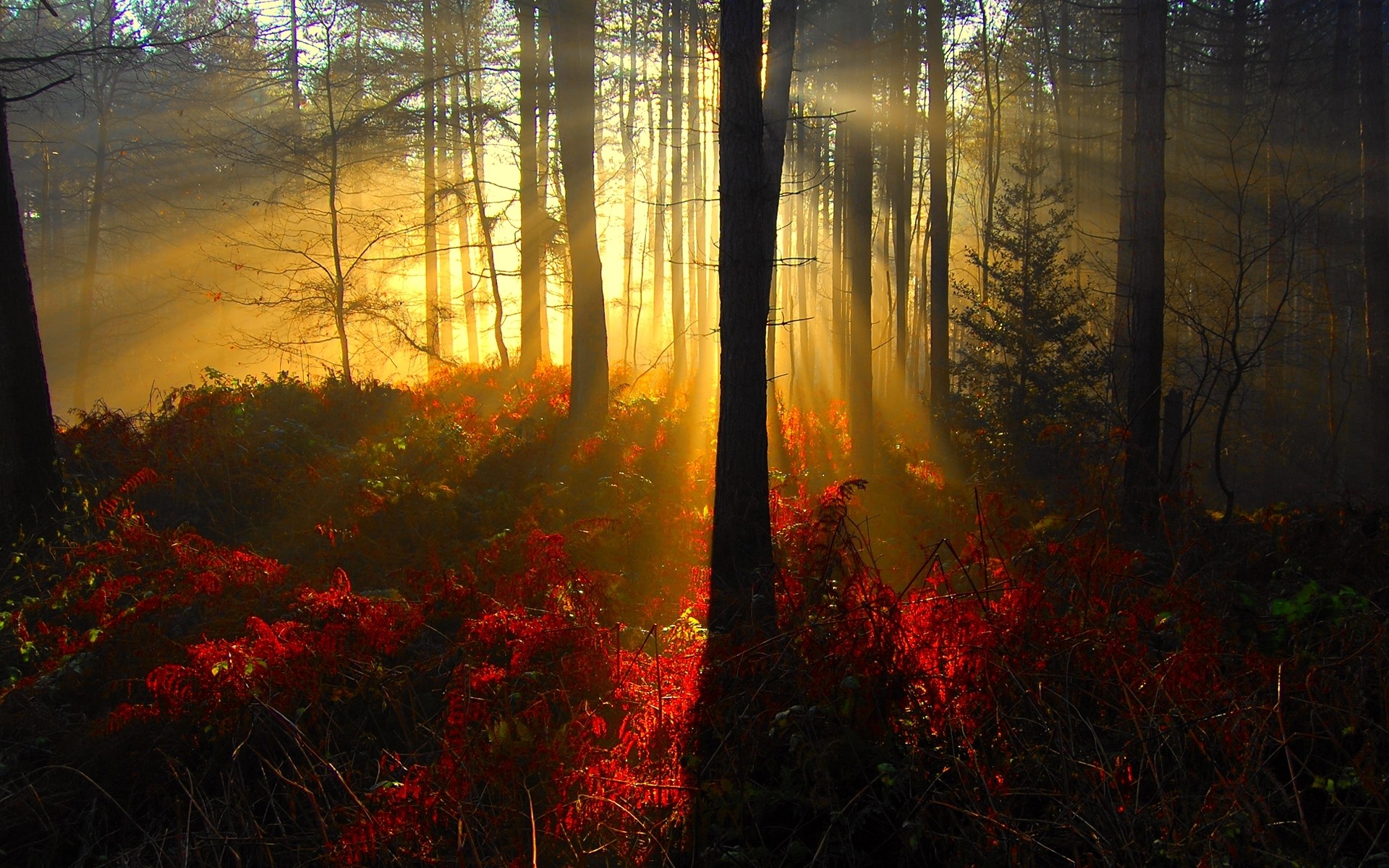 landscapes, Nature, Trees, Autumn,  season , Forest, Sunlight Wallpaper