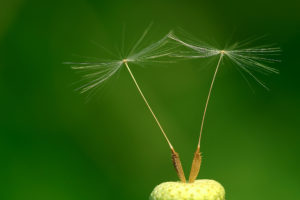 dandelion, Seed, Head