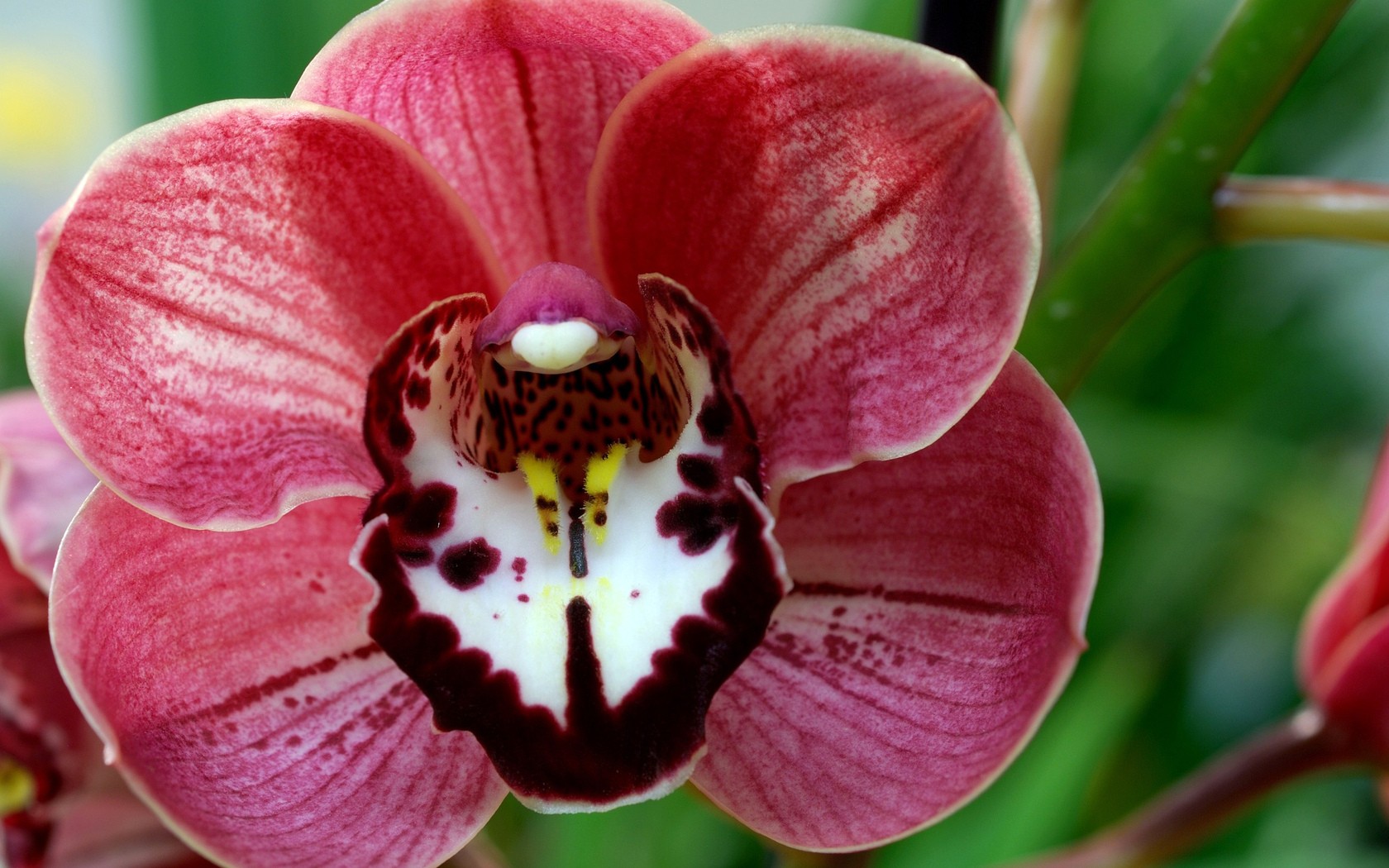 flower Wallpaper