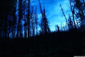 blue, Trees, Dark, Night, Forest, Skyscapes, Blue, Skies