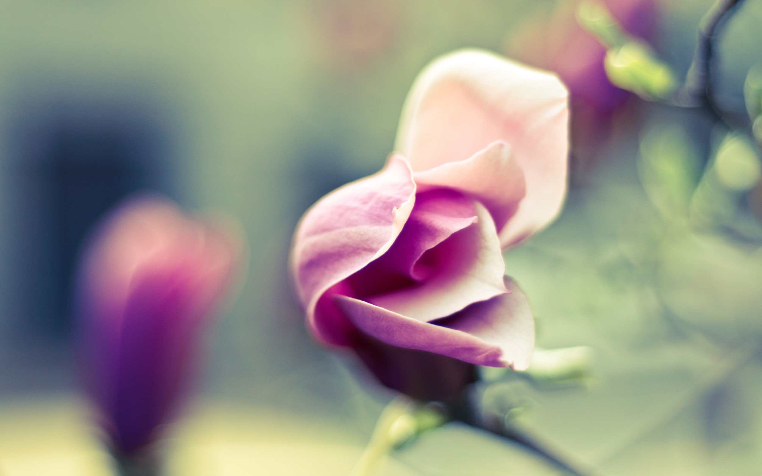 pink, Petals Wallpaper