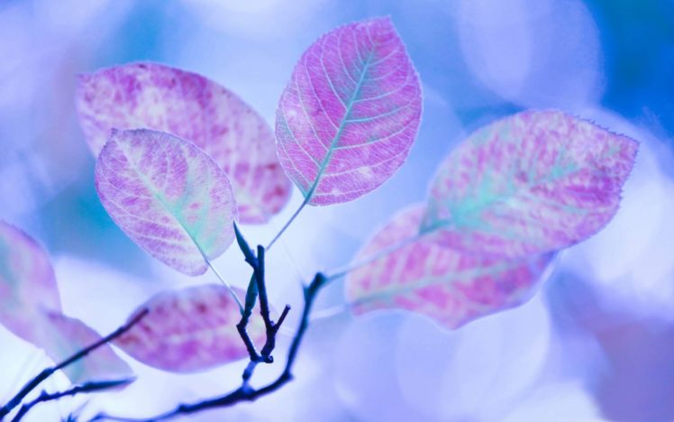 purple, Leaves HD Wallpaper Desktop Background