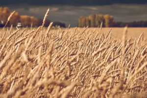 landscapes, Nature, Fields, Wheat, Macro, Depth, Of, Field, Spikelets