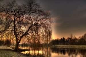 trees, Hdr, Photography