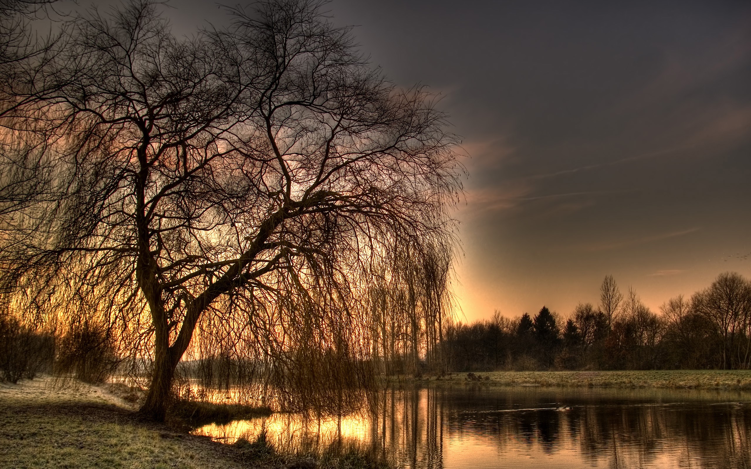 trees, Hdr, Photography Wallpaper