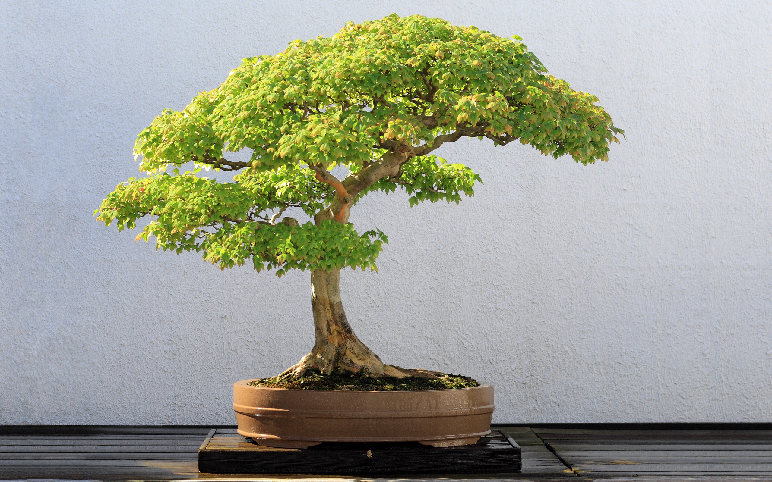 bonsai Wallpaper