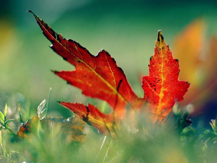 nature, Leaves, Fallen, Leaves HD Wallpaper Desktop Background