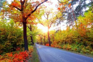 autumn, Road, Trees, Landscape