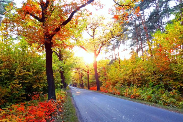 autumn, Road, Trees, Landscape HD Wallpaper Desktop Background