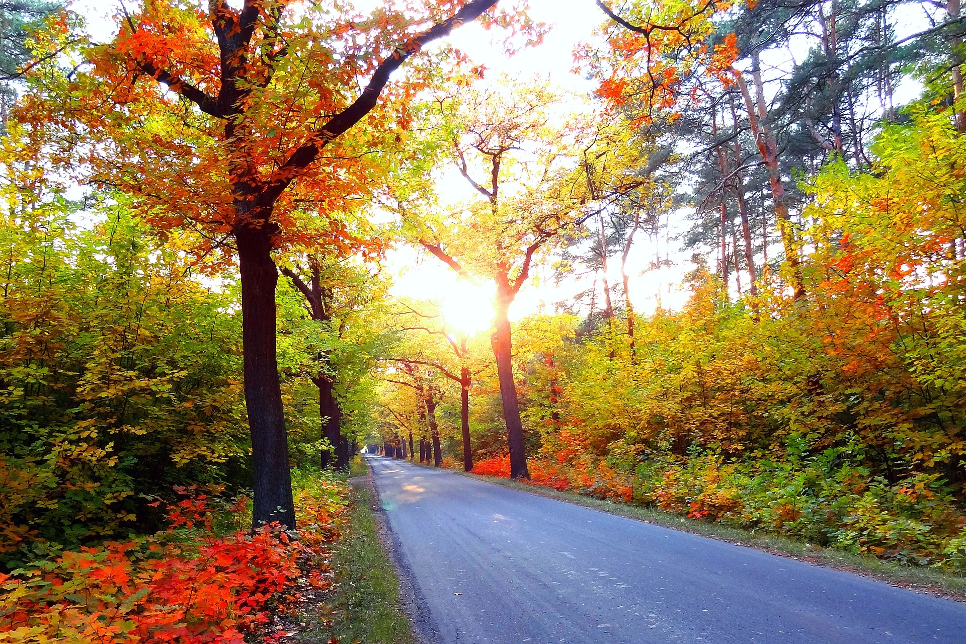 autumn, Road, Trees, Landscape Wallpaper
