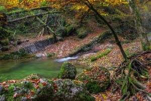 autumn, Water, Stones, Moss, Trees, River, Lake, Leaves