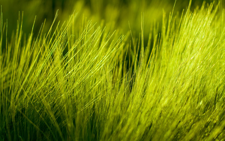 green, Nature, Grass, Plants HD Wallpaper Desktop Background