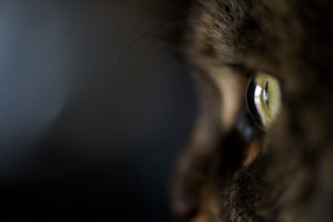 cat, Close up, Cat, Fur, Eyes