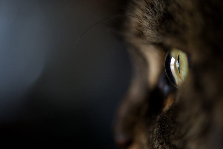 cat, Close up, Cat, Fur, Eyes HD Wallpaper Desktop Background